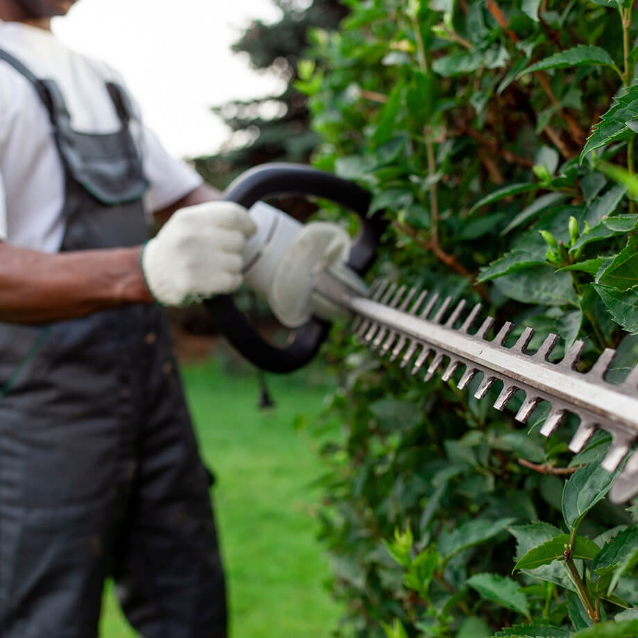 A gardener wearing gloves is trimming a dense, green holly bush with electric hedge clippers, focused on shaping the plant.